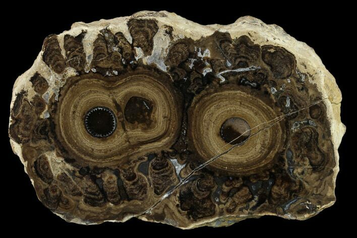 Polished Fossil Stromatolite Colony on Reed - Utah #130606